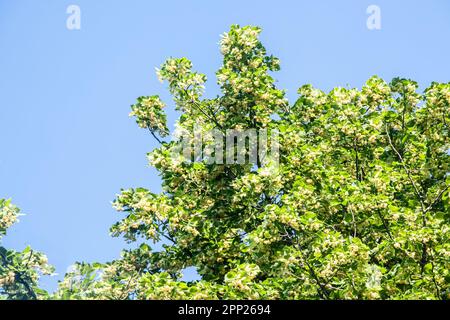 Flowering Linden Tree Against Forest And Blue Sky Stock Photo Alamy