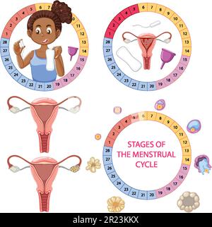 Stages Of The Menstrual Cycle Concept Illustration Stock Vector Image