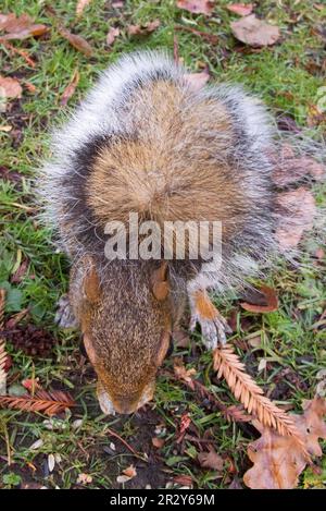 Gray Squirrel Looking Down From A Tree PA USA Stock Photo Alamy