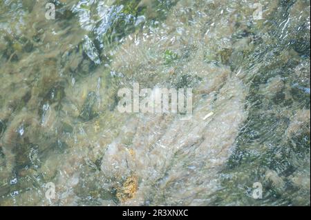 Sewage Fungus Growing In The Afon Annell Polluted From Slurry From