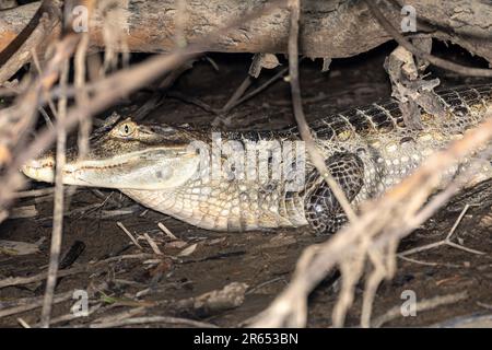 SPECTACLED CAIMAN Caiman Crocodilus Rupununi River Guyana South