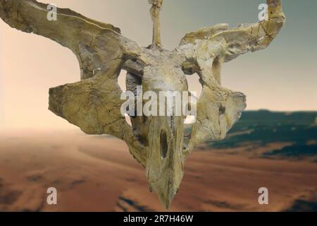 Protoceratops Is An Extinct Genus Of Protoceratopsid Ceratopsus