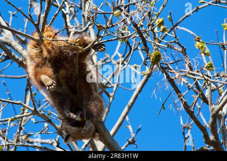 Procyon Lotor Linnaeus Classification Mammalia Placentalia