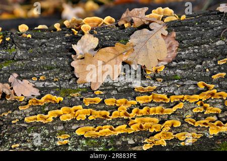 Oak Trunk Overgrown With Fungi Tree Fungus Stock Photo Alamy