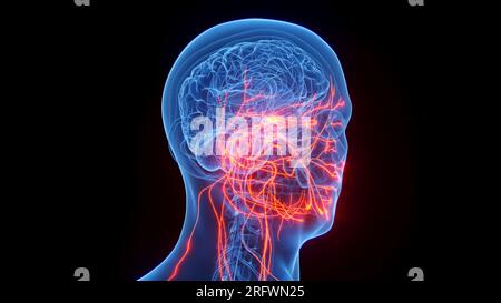 Cranial Nerves Illustration Stock Photo Alamy