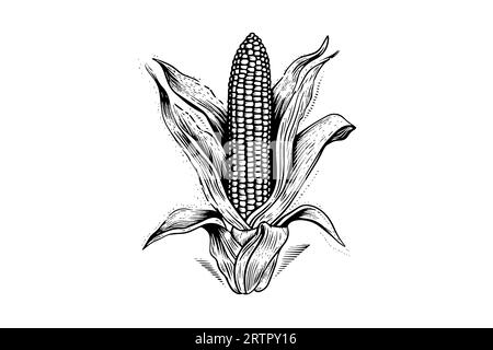 Sweet Corn Ear Maize Woodcut Etching Illustration Stock Vector Image