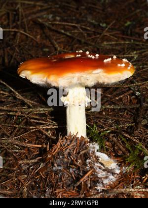 Fly Agaric Amanita Muscaria Single Individual In Moss Germany Stock