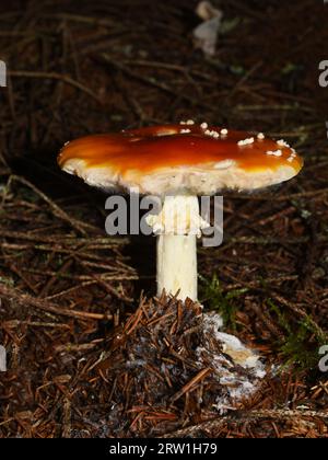 Fly Agaric Amanita Muscaria Single Individual In Moss Germany Stock