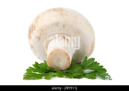 Champignon Mushroom And Parsley Leaves Isolated On White Background