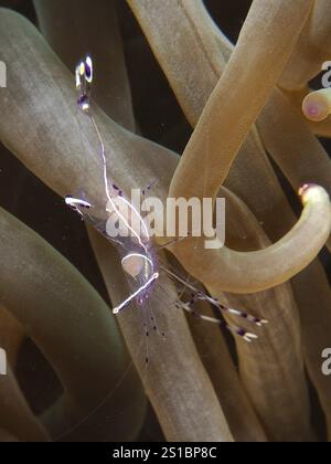 Anemone Shrimp Periclimenes Longicarpus In Leathery Sea Anemone