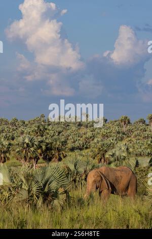 A Lone Female African Bush Elephant Loxodonta Africana The Selous