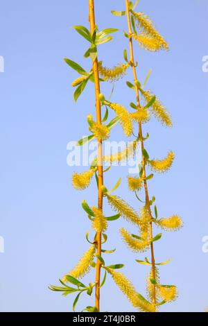 Beautiful Pussy Willow Buds Flowers And Branches Seasonal Forest