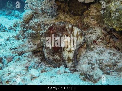 Octopus Unterwasser Foto Tauchplatz The Canyon Dahab Golf Von Akaba