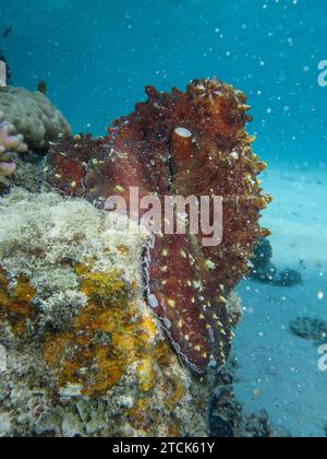 Octopus Underwater Photo Dive Site Abu Talha Dahab Gulf Of Aqaba