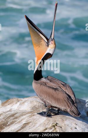 Brown Pelican Pelecanus Occidentalis Ellen Browning Scripps Marine