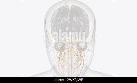 The Trigeminal Nerve Cn V Is The Fifth Paired Cranial Nerve D