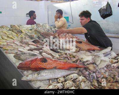 Juwelenbarsch und andere Fische im Fischmarkt von Hurghada Ägypten