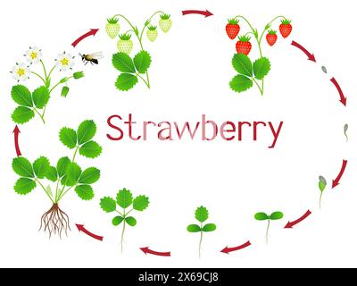 Strawberry Plant Growth Stages Illustration Stock Vector Image Art