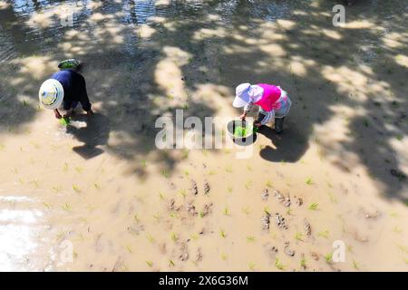 Aerial Photos Show Villagers Are Busy Planting Rice Seedlings In The