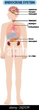 Hormones Of Adrenal Gland And Human Organs That Respond To Hormones