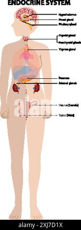 Hormones Of Adrenal Gland And Human Organs That Respond To Hormones