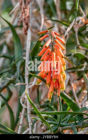 Closeup Orange Flower Of Cactus Aloe Stock Photo Alamy