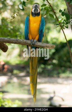 A Vibrant Blue And Yellow Macaw Perched On A Railing Showcasing Its