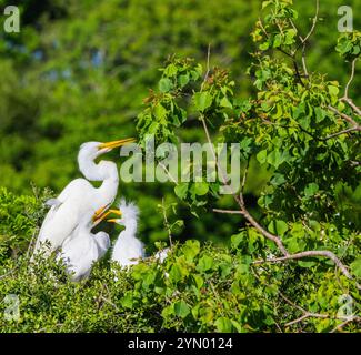 White Egret In Bolivar Peninsula Stock Photo Alamy