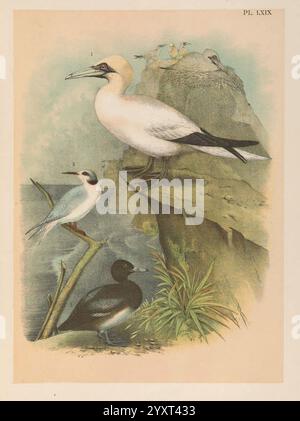 Forster S Tern Sterna Forsteri Perched With Wings Spread On A Wooden