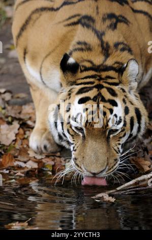 Wild Tiger In A Pool Of Water In Ranthambore Tiger Reserve Stock Photo