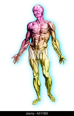 Human Muscular System Computer Illustration Stock Photo Alamy