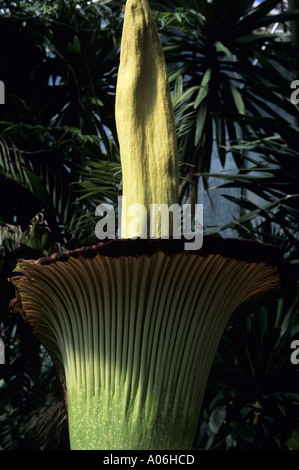 amorphophallus titanum arum titan largest corpse alamy flower