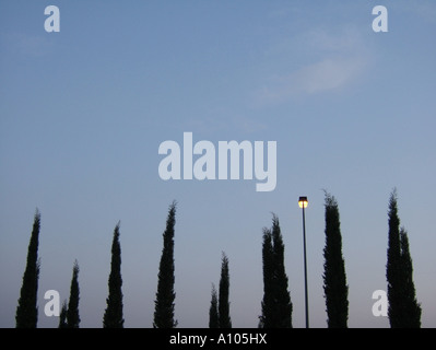 Alight Street Lamp Pole And Row Of Trees At Night Stock Photo Alamy