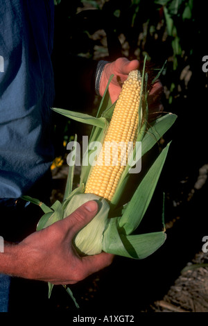 Ripe Corn Field In Colorado State Usa Stock Photo Alamy