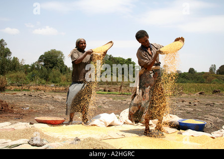agriculture agricultural work threshing of grain drawing 19th century