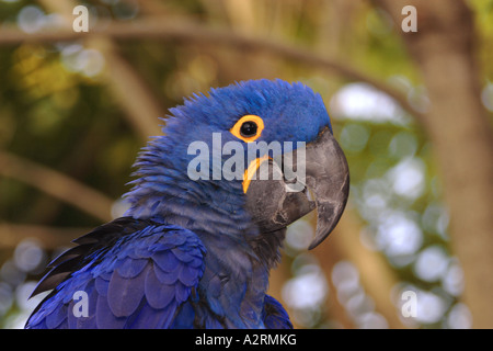 Hyacinth Macaw Androrhychus Hyacinthus Stock Photo Alamy