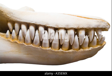 Killer Whale skull Orcinus orca Canada showing rows of teeth Stock