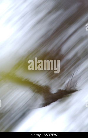 Abstract Immature American Bald Eagle Soaring Through Alaskan Forest