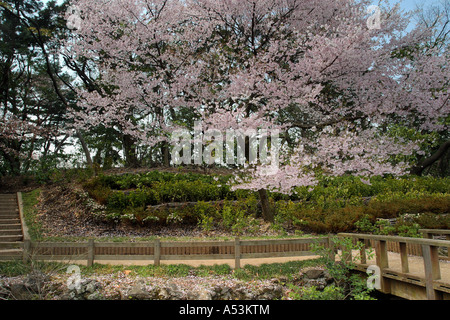 Japanese Garden Cherry Blossom Bridge tokyo japan travel sakura garden pink flower bridge landscape Japanese Garden Cherry Blossom Bridge tokyo japan travel sakura garden pink flower bridge landscape
