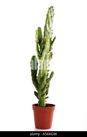 Barbed Cacti Plant Stock Photo Alamy