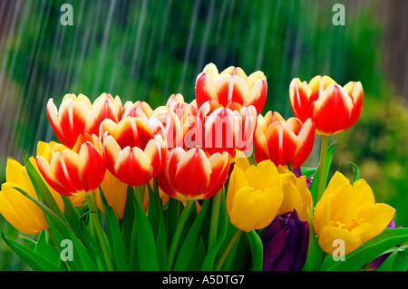 Rain Falling On Flowers Rain Falling On Flowers