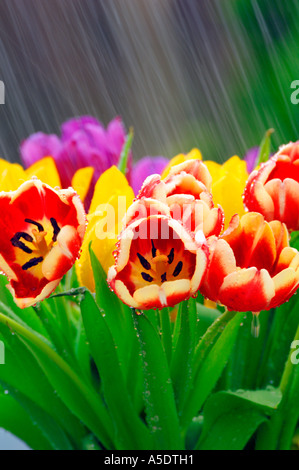 Rain Falling On Flowers Rain Falling On Flowers