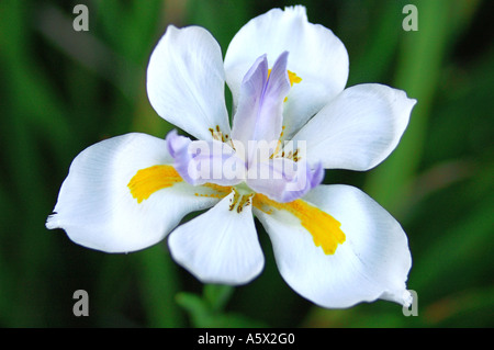 Dietes Vegeta African Iris