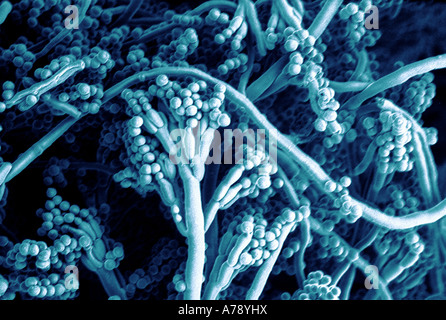 Penicillium Coloured Scanning Electron Micrograph Sem Of The