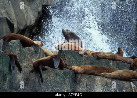 Colony Of Sea Lions In Kenai Fjords National Park Alaska U S A Stock