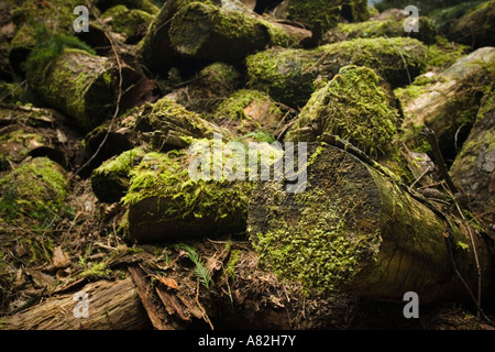 Pieces Of Tree Trunks Covered With Moss Stock Photo Alamy