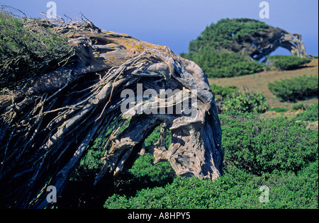 Phoenician Juniper Juniperus Phoenicae El Hierro Canary Islands Spain