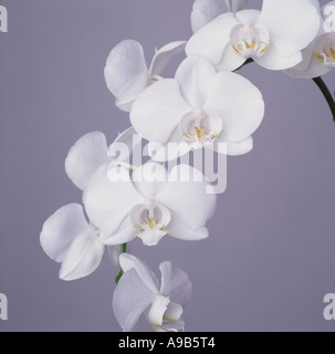 Close Up Of A Beautiful White Orchid Stock Photo Alamy