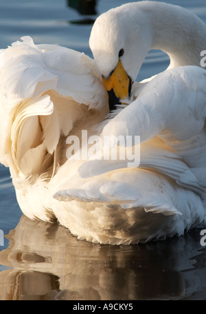 Whooper Swan Cygnus Cygnus Preening Lancashire Uk Stock Photo Alamy