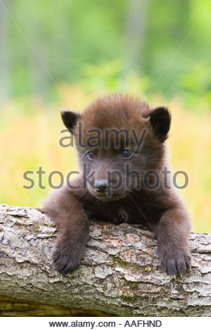wolf cub spielen wolf cub spielen